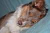 e13honey9monthsold_small.jpg