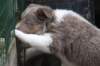 e14honey47daysold_small.jpg