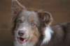 f01honey9monthsold_small.jpg