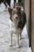 f02honey9monthsold_small.jpg