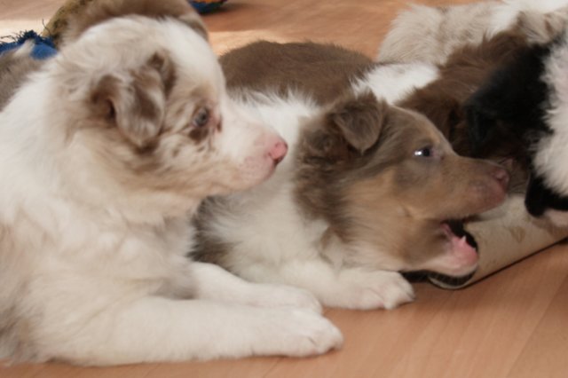 f04honey48daysold.jpg