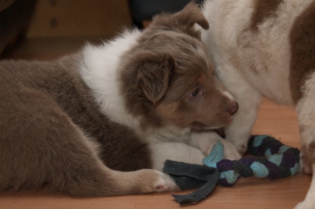 g01honey49daysold.jpg