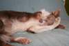 g01honey9monthsold_small.jpg