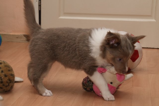 g02honey49daysold.jpg