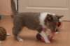 g02honey49daysold_small.jpg