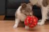 g03honey49daysold_small.jpg