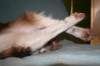 g03honey9monthsold_small.jpg