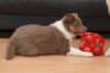 g04honey49daysold_small.jpg