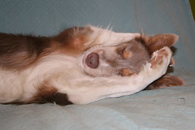 g04honey9monthsold.jpg