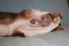 g04honey9monthsold_small.jpg