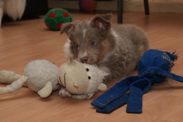 g05honey49daysold.jpg