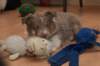 g06honey49daysold_small.jpg