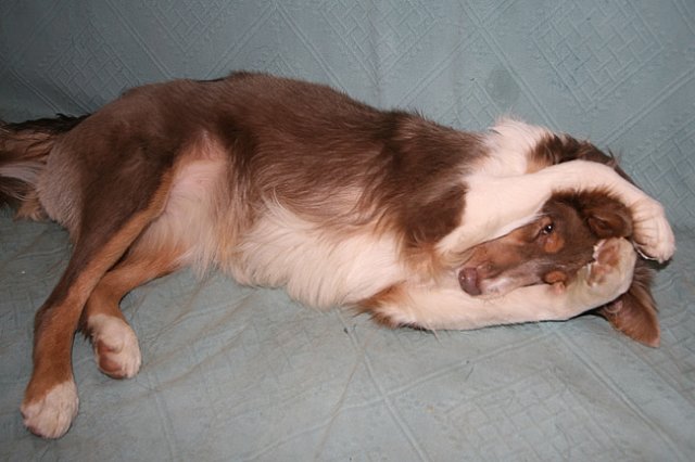 g07honey9monthsold.jpg