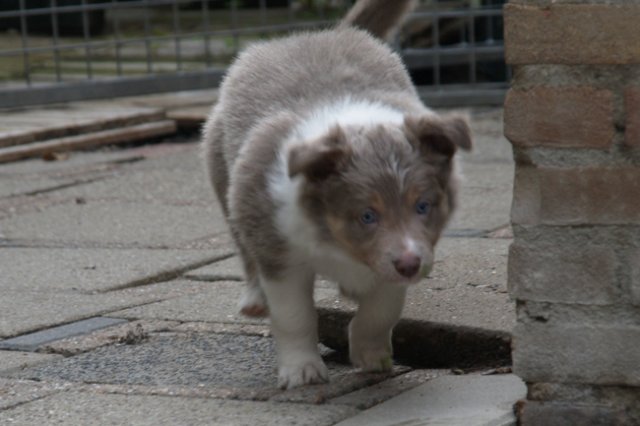 g08honey49daysold.jpg