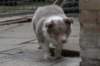 g08honey49daysold_small.jpg