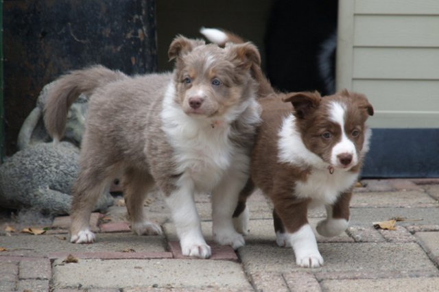 g17honey49daysold.jpg