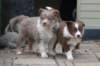 g17honey49daysold_small.jpg