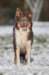 h01honey9monthsold_small.jpg