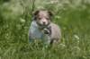 h02honey52daysold_small.jpg