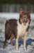 h03honey9monthsold_small.jpg