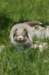 h15honey52daysold_small.jpg