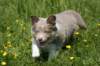 h18honey52daysold_small.jpg