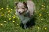 h19honey52daysold_small.jpg
