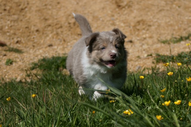 h25honey52daysold.jpg