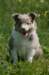 h28honey52daysold_small.jpg