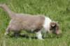 h32honey52daysold_small.jpg