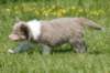 h33honey52daysold_small.jpg
