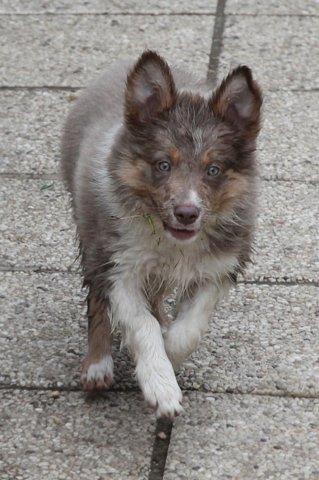 honey10weeksold4.jpg