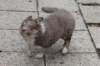 honey10weeksold_small.jpg