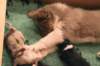 honey10weeksoldwithjoyspups1weeksold4_small.jpg