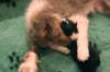 honey10weeksoldwithjoyspups1weeksold5_small.jpg