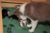 honey10weeksoldwithjoyspups1weeksold_small.jpg