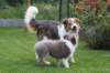 honey10weekstia7monthsold7_small.jpg