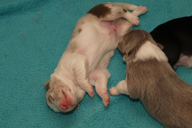 honey11daysold.jpg
