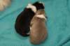 honey11daysold2_small.jpg