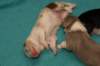 honey11daysold_small.jpg