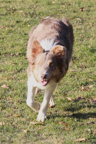 honey11monthsold2.jpg