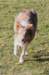 honey11monthsold2_small.jpg