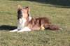 honey11monthsold3_small.jpg