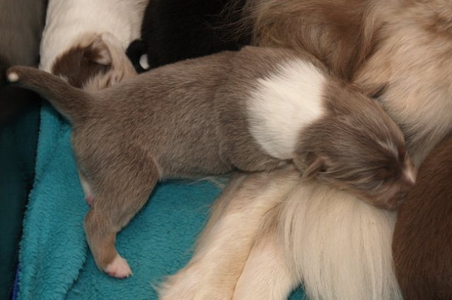 honey12daysold.jpg