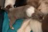 honey12daysold_small.jpg