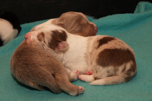honey13daysold2.jpg