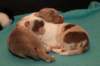honey13daysold2_small.jpg