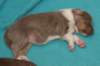 honey13daysold3_small.jpg