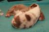 honey13daysold_small.jpg