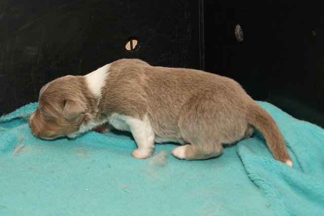honey14daysold.jpg